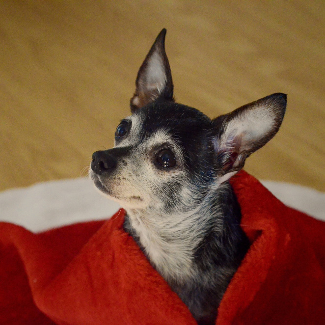 Perro rescatado llamado Toby